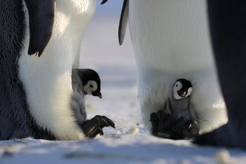 What It Took To Film ‘Secrets Of The Penguins’ In -40° Cold