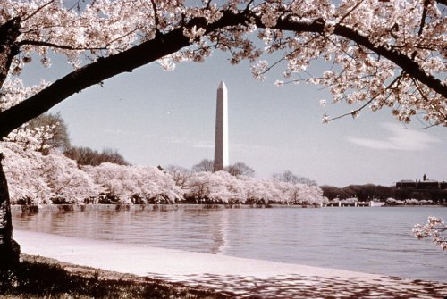 Washington DC Hotels Ready For Cherry Blossom Season 2024