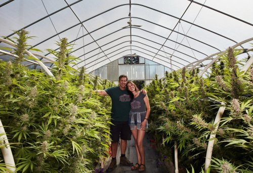 Huckleberry Hill Farms On What’s At Stake For Legacy Cannabis Growers