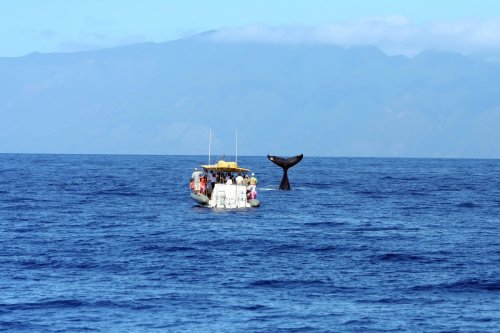Contrary To Conventional Wisdom, Humpback Whales Eat In Hawaii After All