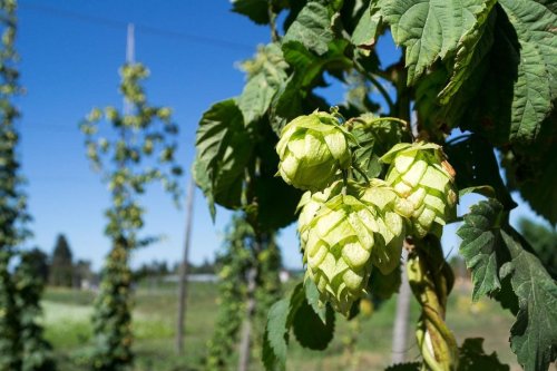 The Debate Over Hops In Craft Beer Is Positively Medieval