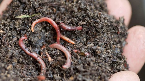 Tips To Start Composting From A Climate Scientist’s Personal Journey