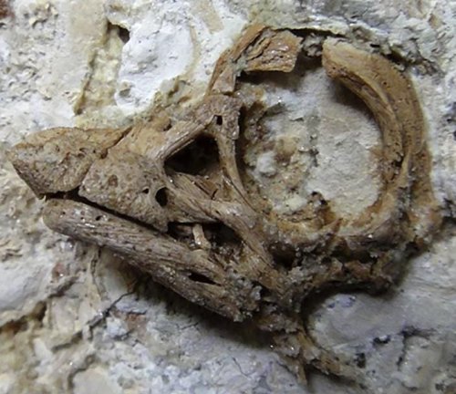 ‘Babyface’ Dinosaur Hatched Thanks To Nasal-Horn