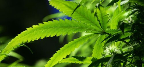 Chronic Marijuana Use Lowers Emotional Intelligence, Suggests A New Study