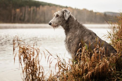 How Is The Irish Wolfhound Tied To Irish Whiskey?
