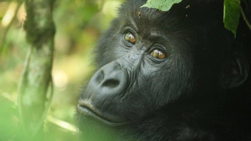 The Wild Earth: Gorillas In The Midst of Africa