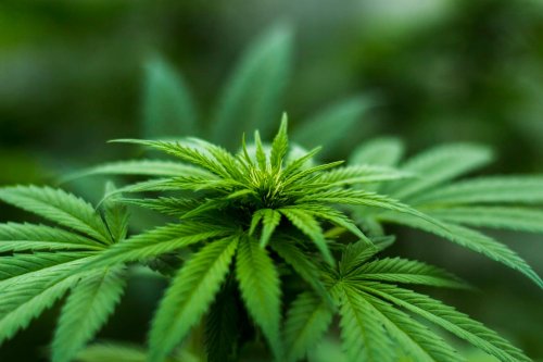 Indiana Senate Republicans Reject Cannabis Legalization Bid