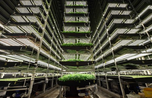 Vertical Farms And Lab-Grown Beef: Gulf Investors Develop A Taste For ‘Future Foods’