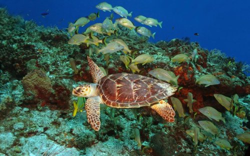 Scuba Diving In Cozumel: What You Need To Know