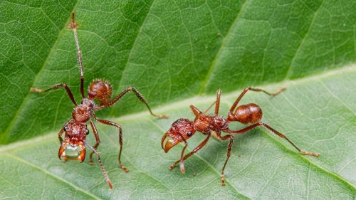 Here’s Proof That Spiders Pretend To Be Ants