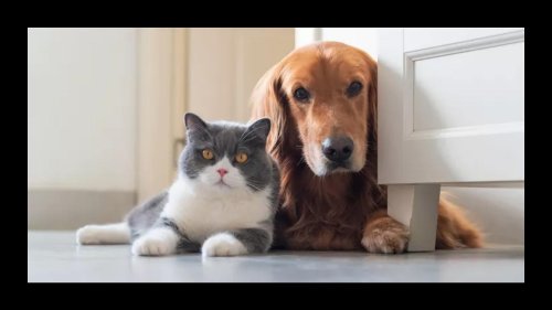 How To Introduce New Pets Into Your Home, According To Experts