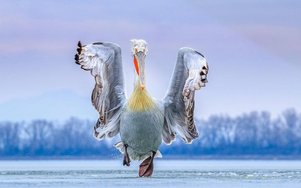 Avian Wonders: The Pelican, Ostrich, Flamingo and Secretary Bird