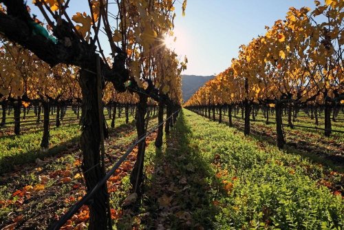 ‘The Secret Is Out’ About Napa Valley Cabernet Franc Wine