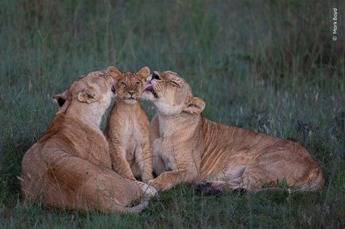 Best Wildlife Photography Of The Year: 25 Photos To Vote For Your Favorite