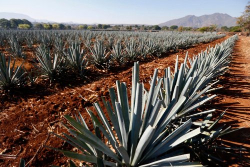 The World’s Best Tequila, According To The 2025 London Spirits Competition