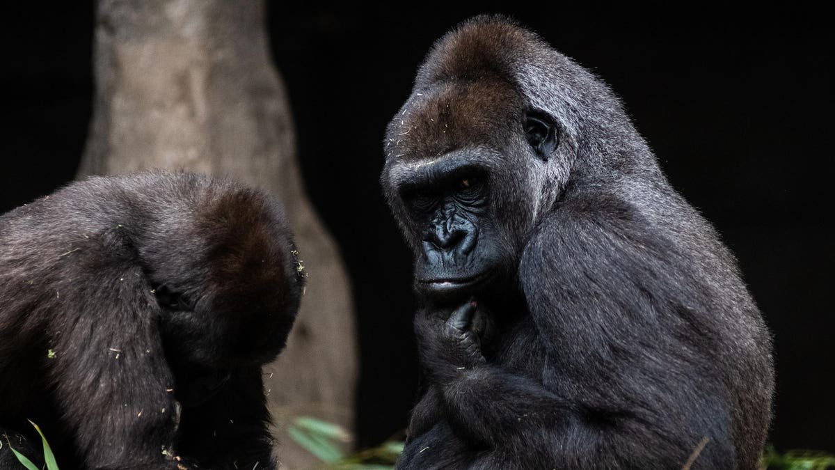 What Covid-19 In Gorillas Teaches Us About Viral Evolution