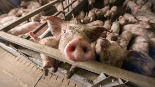 If We Don’t End Factory Farming Soon, It Might Be Here Forever.