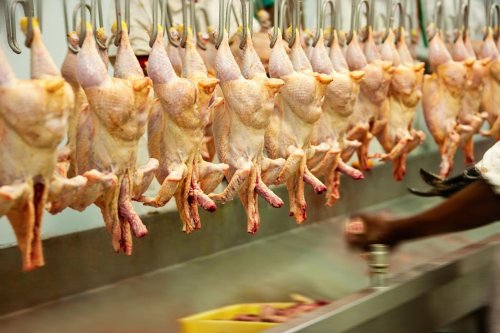 Why Faster Meat Processing Lines Won’t Make America Healthy Again