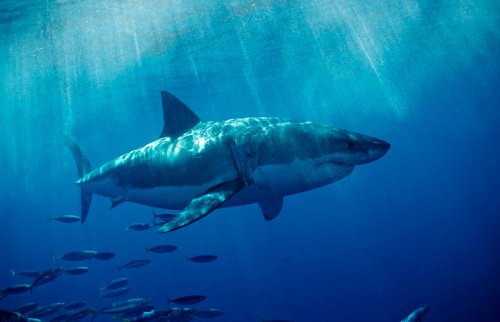 Food Blogger Heavily Fined For Eating Great White Shark | Flipboard