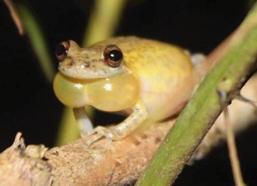Scientists Discover A Dazzling New Species Of Snouted Treefrog