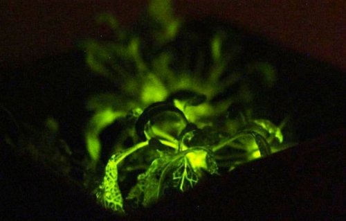 A Glowing Plant: The First Fruit Of "Digitized" Genetic Engineering