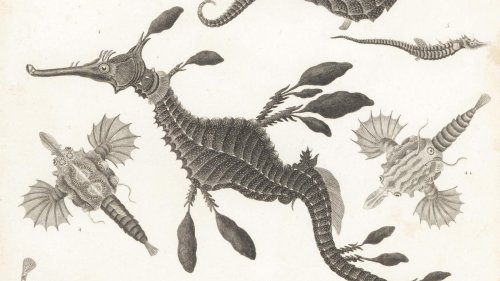 A Biologist Highlights 3 Aquatic Animals You Didn’t Know Existed. Hint: One Is David Attenborough’s Favorite Creature