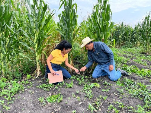 How Could Biochar Lead To Better Soils For Mexican Farmers?