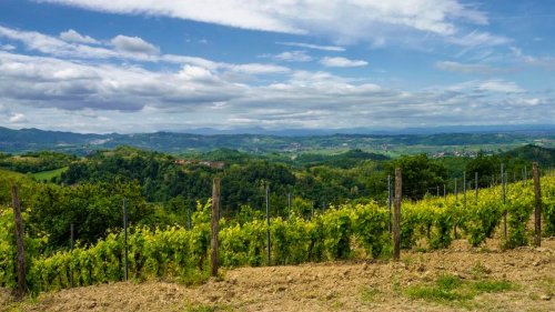 This Italian Grape That Almost Vanished Is Gaining Taste Traction