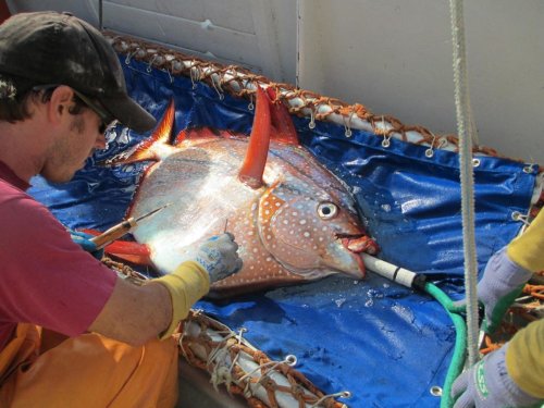 First Fully Warm-Blooded Fish Ruins All Science Textbooks
