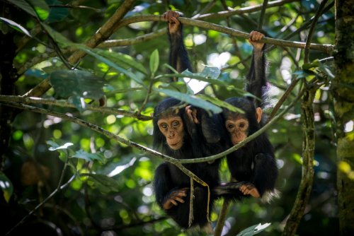 Experience Chimpanzee Mating Season On This Unforgettable Uganda Safari