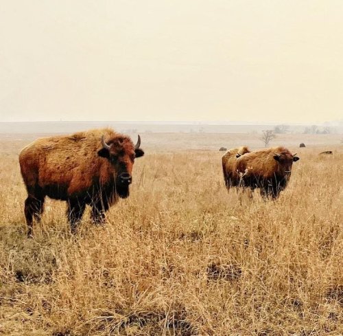 Buffalo Are A Keystone Species For Both Tribal Identity And Grassland Health. Here’s How A New Bill Could Help Native American Tribes Welcome Buffalo Back To Their Lands.