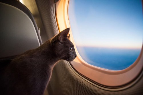 Turkish Airlines Is Making It Easier Than Ever To Travel With Pets