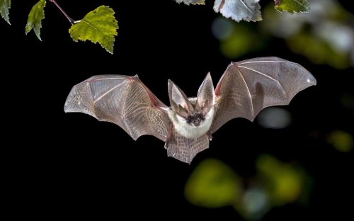 Fuzzy, Cute, and ... Viral? Bats A Likely Source Of Future Pandemics