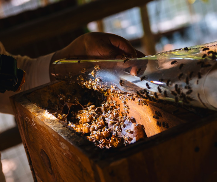Apitourism Is Buzzing—Is Honey Tasting The New Wine Tasting?
