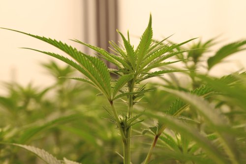 High Yields And Higher Returns: Inside The U.K. Cannabis Industry