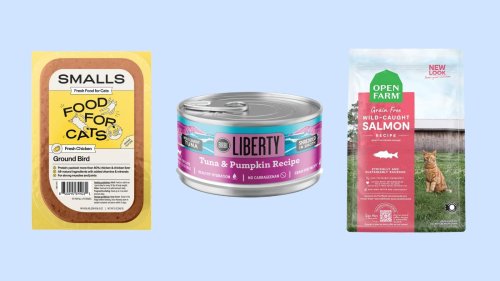 The 7 Best Cat Foods, Based On Advice From Trusted Vets