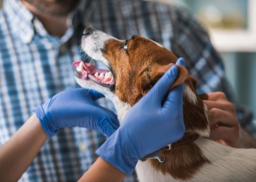 Driving Innovation And Improving Customer Experience In Pet Care