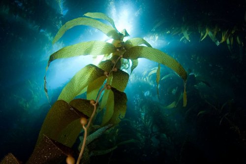 Why Seaweed Is The Sustainability Super-Plant Of The Future