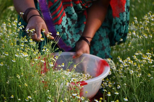 Regeneration Rooted In Tradition: How Organic India Is Redefining Herbal Wellness
