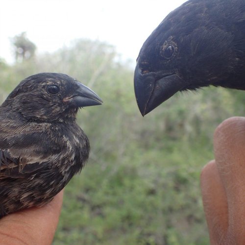 How Do Darwin's Finches Change Their Beak Sizes So Quickly?