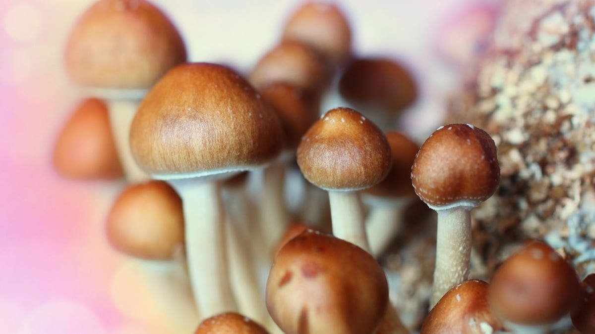 Forbes Food & Drink Awards 2020: In Praise Of Magic Mushrooms And Lab-Grown Meat