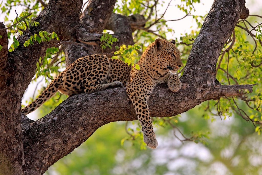 South Africa