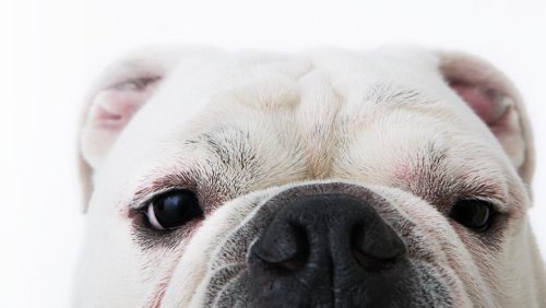 Best Pet Insurance Companies Of October 2023