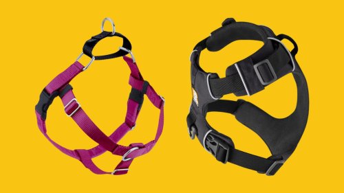 The Best Harnesses For Dogs That Pull, According To Vets And Trainers