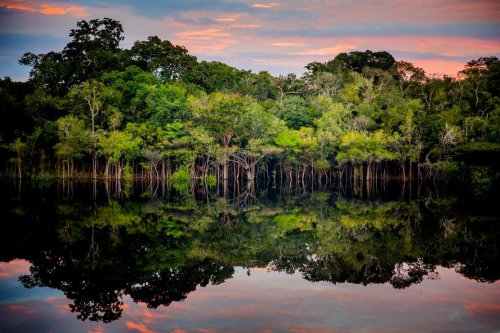 Forests: Guardians Of Food Security And Climate Resilience