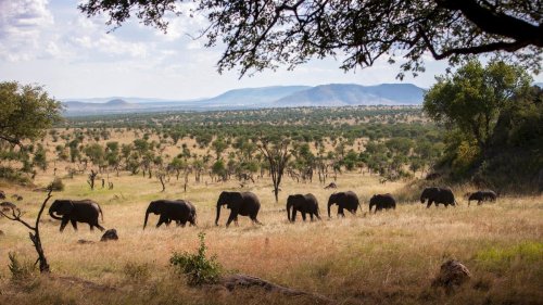Enjoy A Front Row Seat To Tanzania’s Great Migration