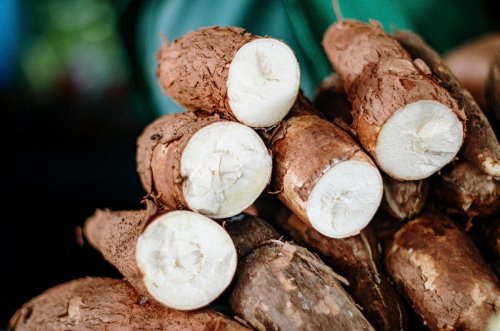 How Cassava Could Impact The Future Of Agriculture In Africa