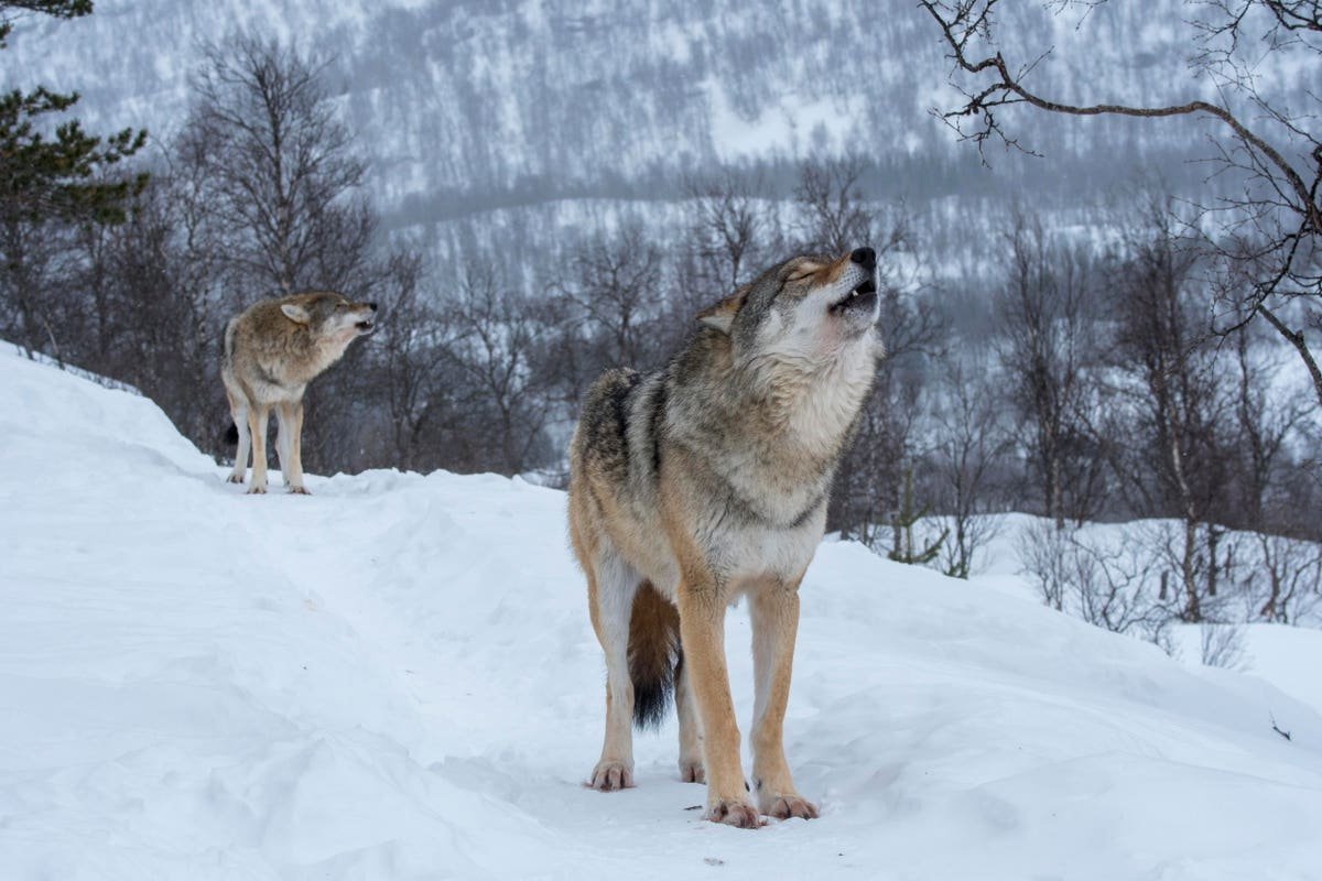 Discover endangered wolves
