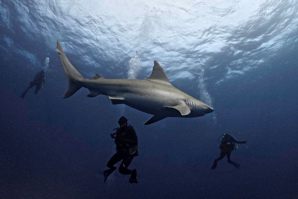 'Fish In A Tank With Sharks'—Ouinex Hits $9M To Kill The Order Book
