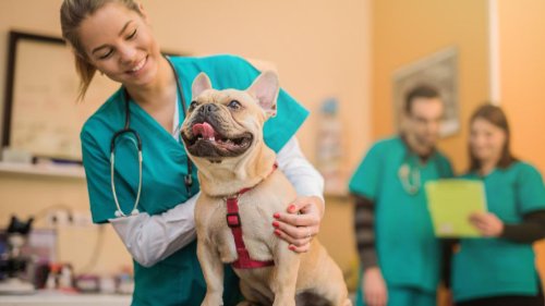 Student Loan Forgiveness For Veterinarians